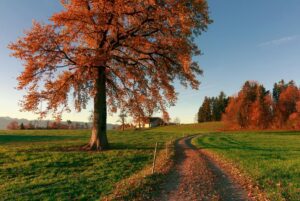 fall walk during Thanksgiving